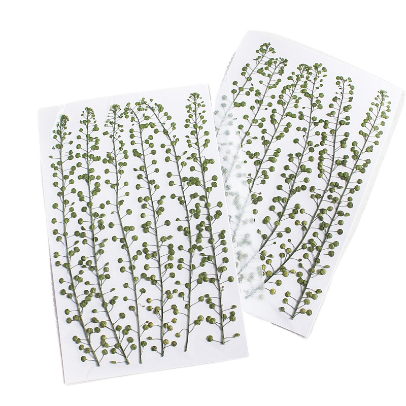 Natural Color Green Bell Grass - Resin Art Baby review and price