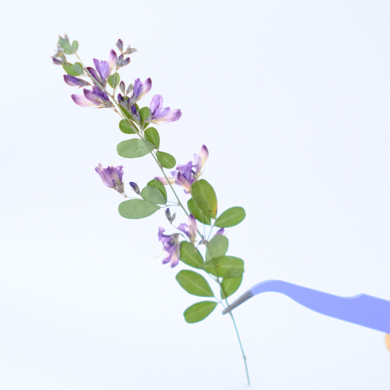 6pcs,nature Lespedeza Formosa  - Resin Art Baby review and price