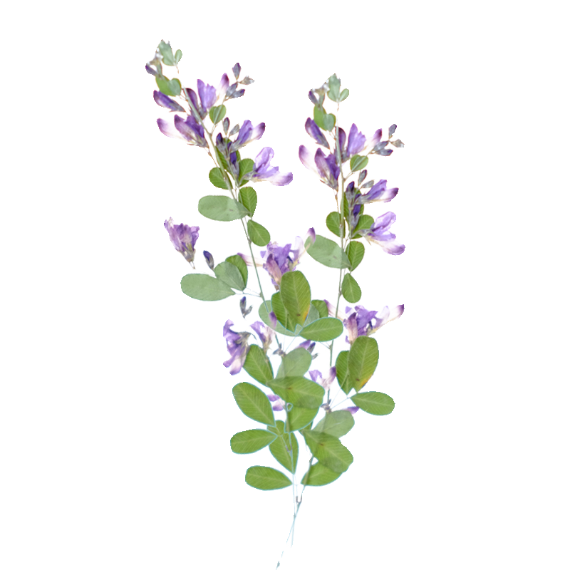 6pcs,nature Lespedeza Formosa  - Resin Art Baby review and price