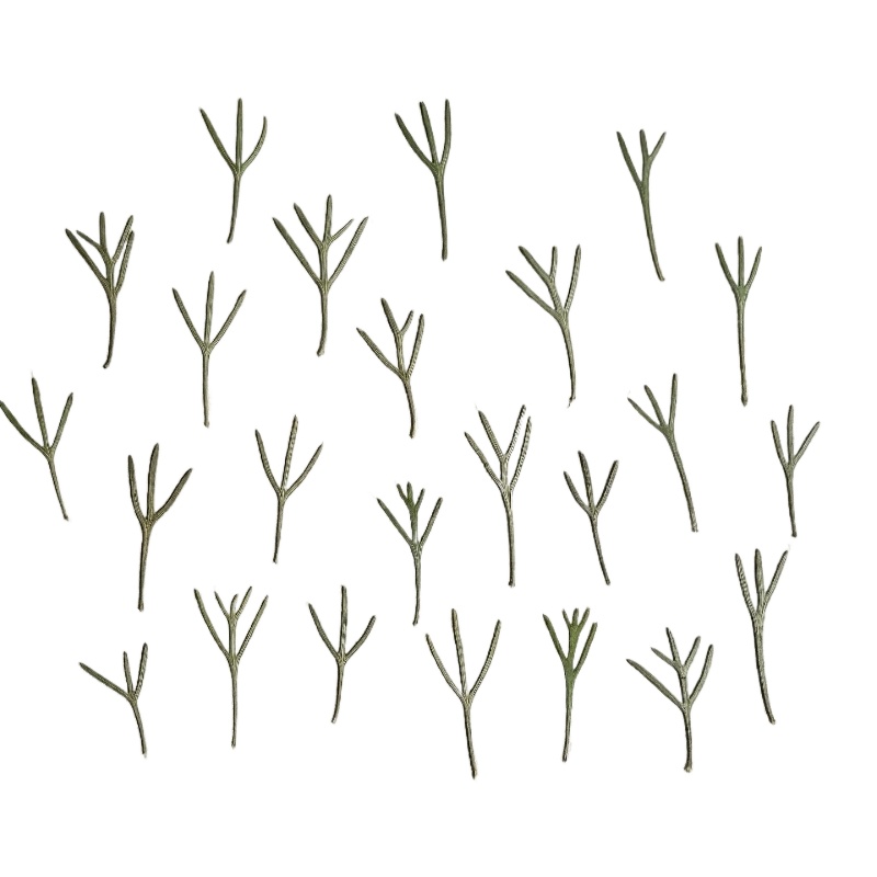 24pcs,Real Pressed Achillea Le - Resin Art Baby review and price