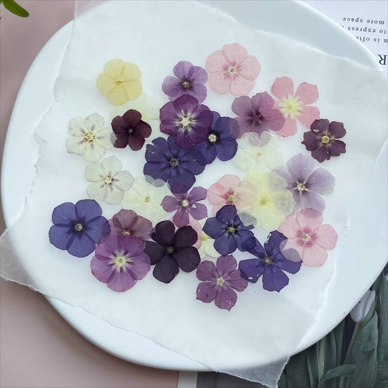 12pcs,Semi-Transparent Niche P - Resin Art Case review and price