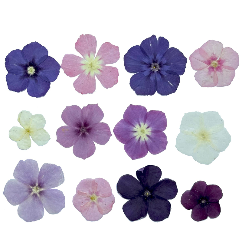 12pcs,Semi-Transparent Niche P - Resin Art Case review and price