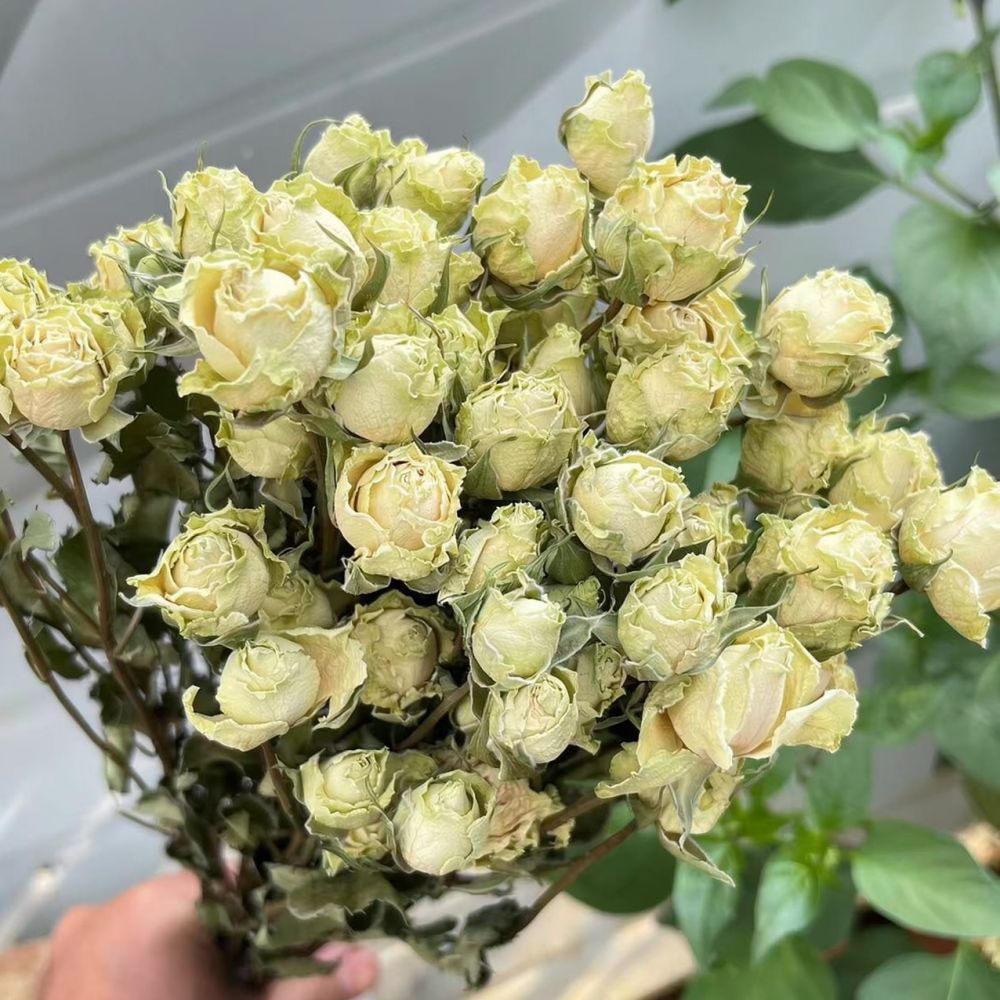 Natural Dried Rose Flower Bouq - Resin Art Rose review and price